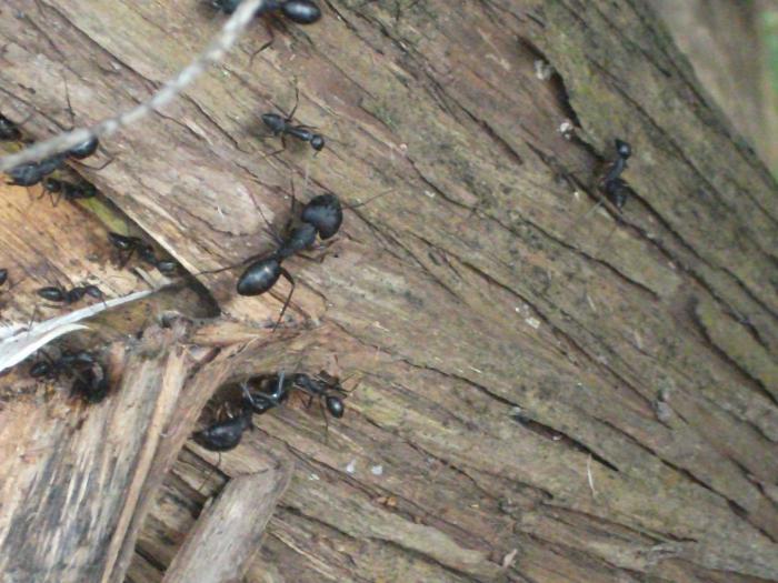 кампонотусы